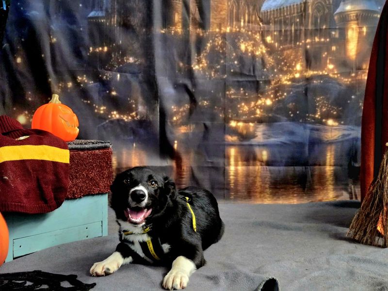 Border Collie for adoption in Snetterton, Norfolk – 6 months old - Image 2 of 3