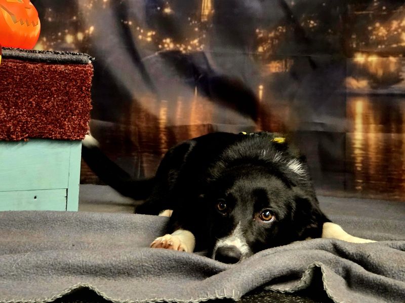 Border Collie for adoption in Snetterton, Norfolk – 4 months old