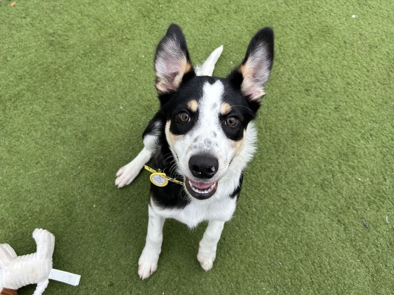 Border Collie for adoption in Snetterton, Norfolk – 4 months old