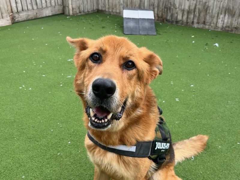 Guiness | German Shepherd Dog | Salisbury (Wiltshire) - 1