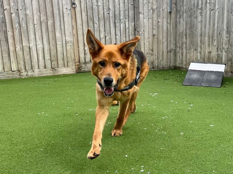 German Shepherd for adoption in Newton Tony, Wiltshire – 4 years old - Image 3 of 3