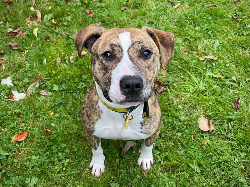 Staffordshire Bull Terrier for adoption in , – 1 year old