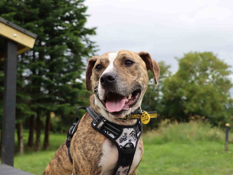 Bracken | Terrier (Staffordshire Bull) Cross | Darlington - 1