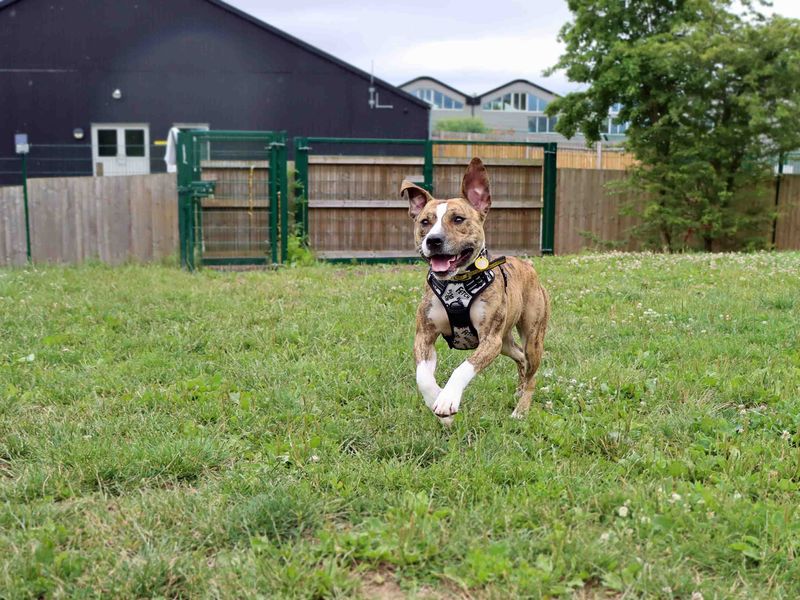 Bracken | Terrier (Staffordshire Bull) Cross | Darlington - 3