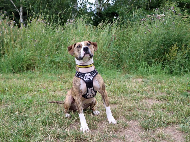 Bracken | Terrier (Staffordshire Bull) Cross | Darlington - 5