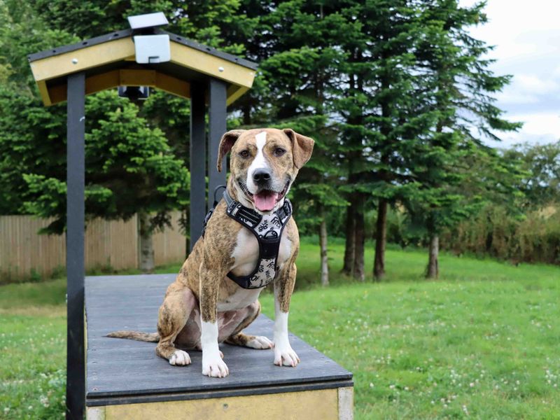 Bracken | Terrier (Staffordshire Bull) Cross | Darlington - 2