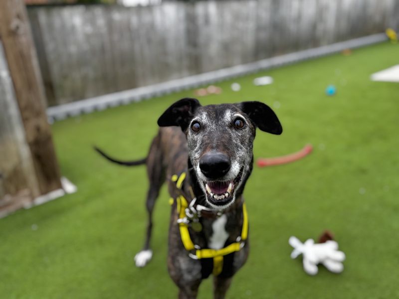 Greyhound for adoption in Snetterton, Norfolk – 7 years old - Image 2 of 5