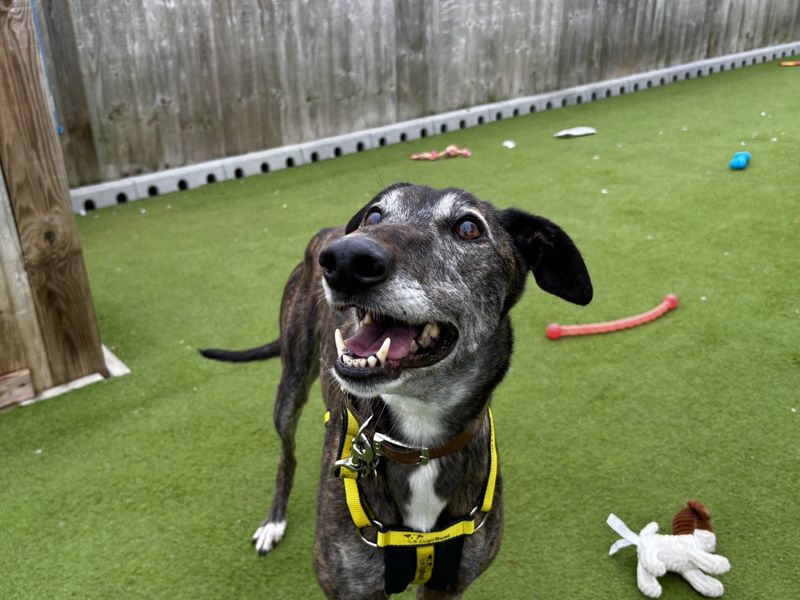 Greyhound for adoption in Snetterton, Norfolk – 7 years old - Image 4 of 5