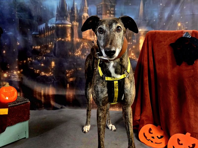 Greyhound for adoption in Snetterton, Norfolk – 7 years old - Image 5 of 5