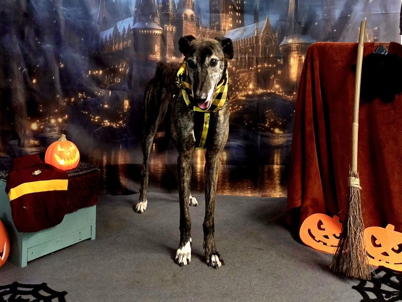 Greyhound for adoption in Snetterton, Norfolk – 7 years old - Image 3 of 5