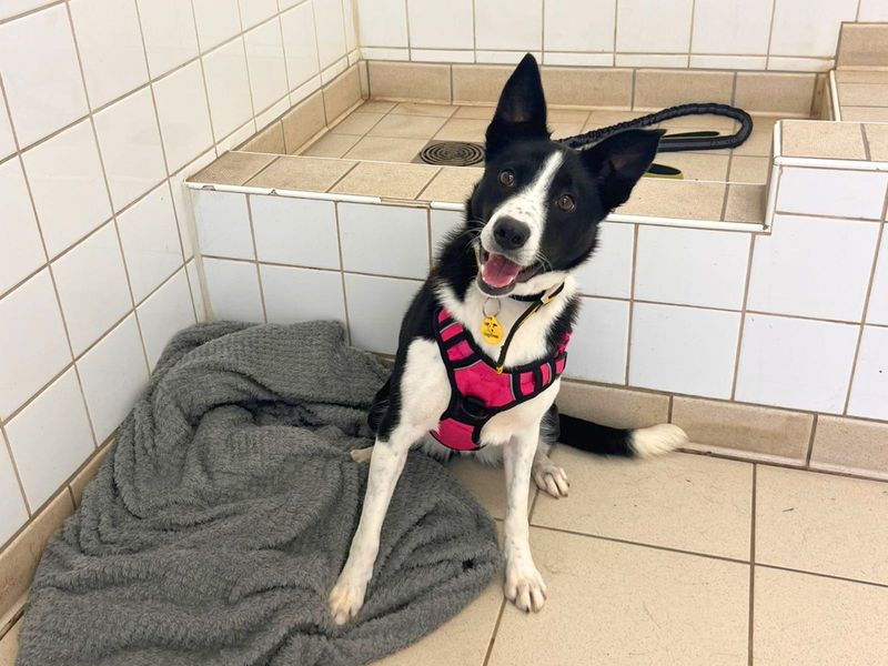 Border Collie for adoption in Uxbridge, London – 4 years old