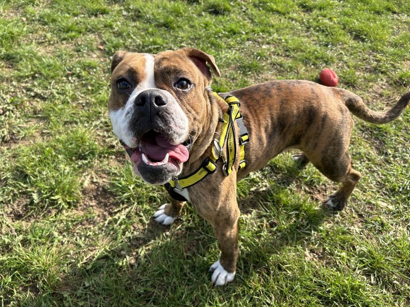 English Bulldog for adoption in Snetterton, Norfolk – 1 year old