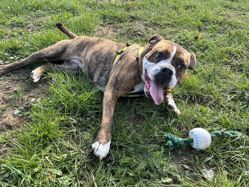 English Bulldog for adoption in Snetterton, Norfolk – 1 year old - Image 2 of 3