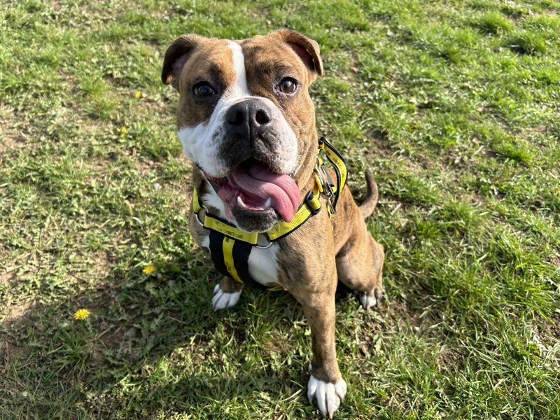 English Bulldog for adoption in Snetterton, Norfolk – 1 year old - Image 3 of 3