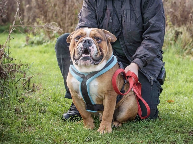 Boris | Bulldog | Loughborough - 1