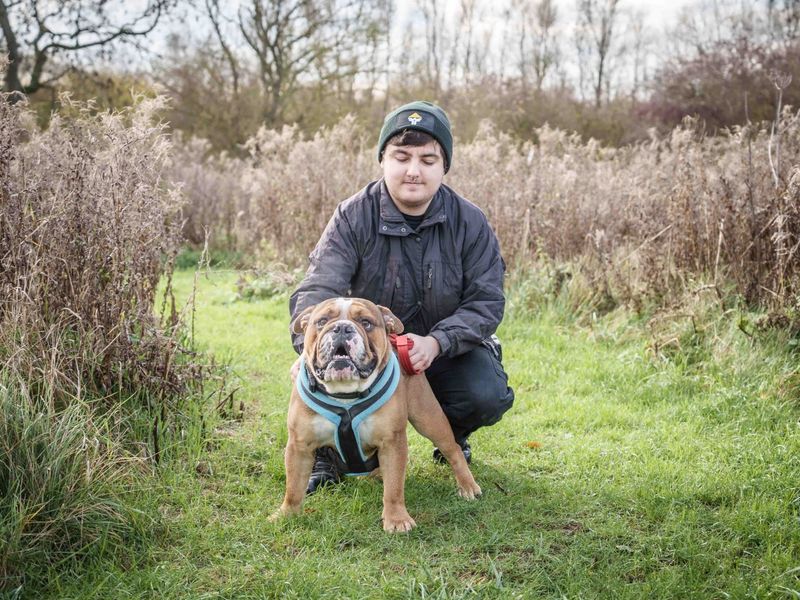 English Bulldog for adoption in Wymeswold, Leicestershire – 1 year old - Image 3 of 4