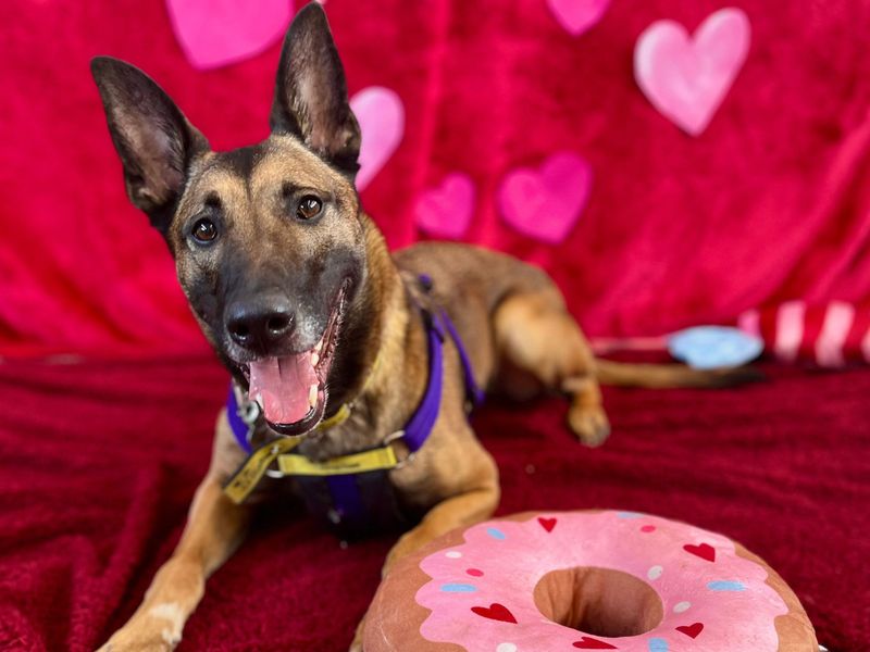 Ophelia, a 6 years old female Unknown available for adoption from Dogs Trust in Snetterton, Norfolk