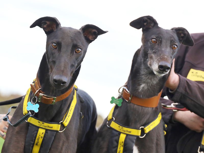 Greyhound for adoption in Leeds, Yorkshire – 3 years old - Image 4 of 4