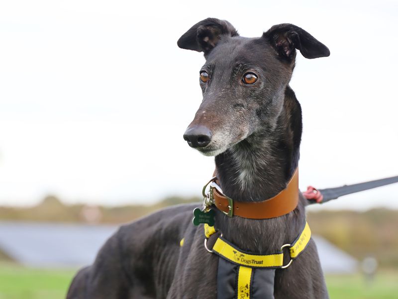 Greyhound for adoption in Leeds, Yorkshire – 3 years old - Image 3 of 4