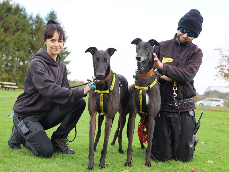 Greyhound for adoption in Leeds, Yorkshire – 3 years old