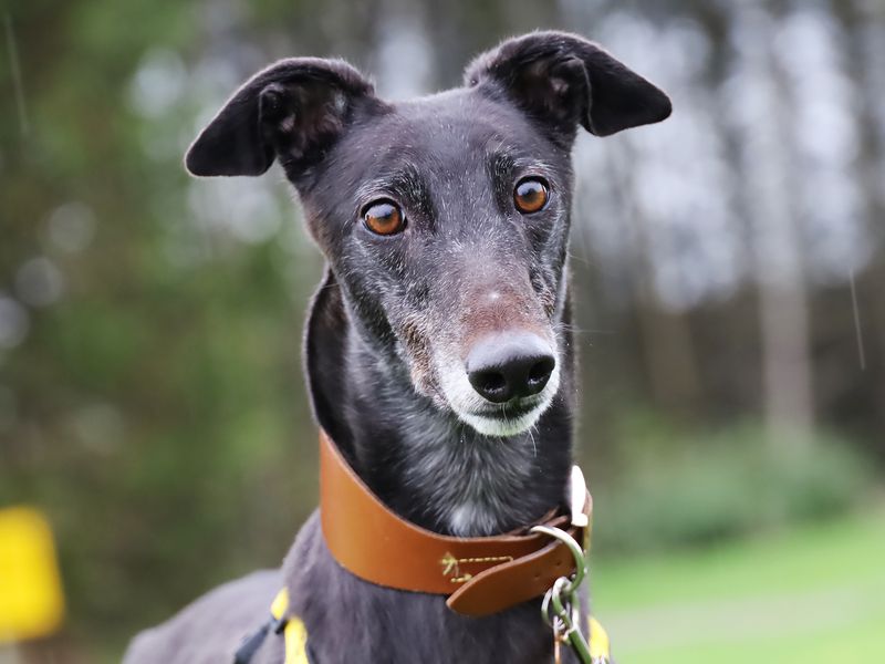 Pippa, a 4 years old female Unknown available for adoption from Dogs Trust in Leeds