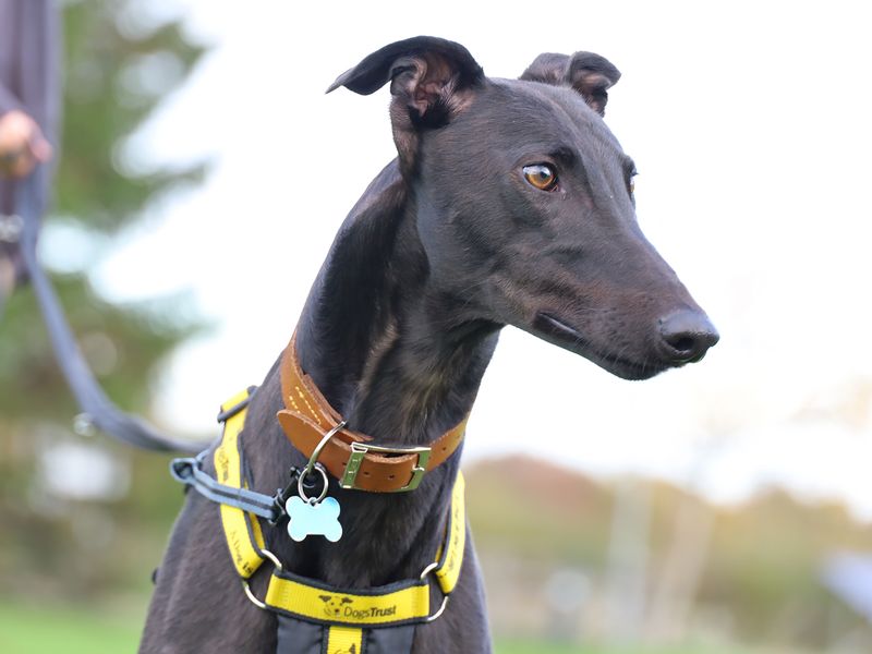 Greyhound for adoption in Leeds, Yorkshire – 3 years old