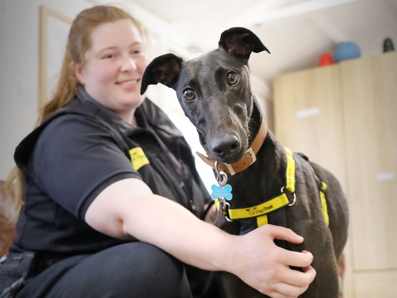 Simba, a 4 years old male Greyhound available for adoption from Dogs Trust in Leeds, West Yorkshire
