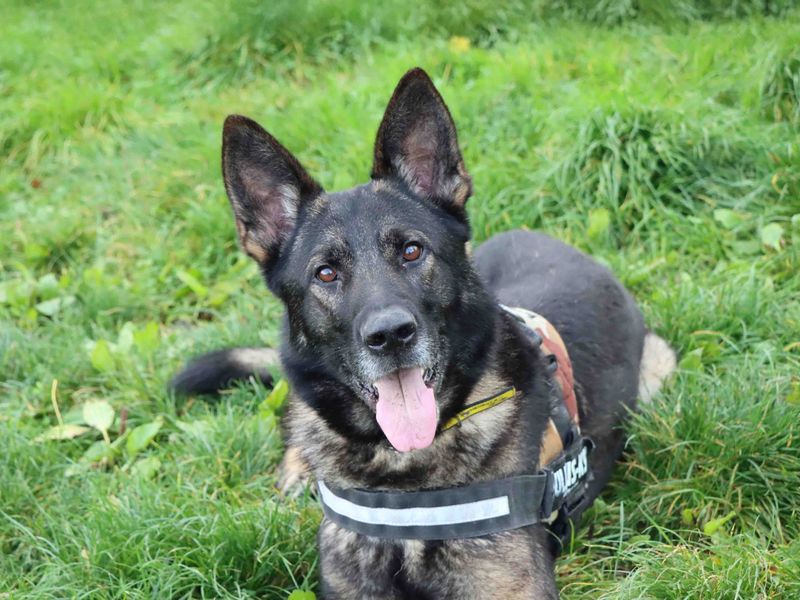 German Shepherd for adoption in Sadberge, Co Durham – 4 years old - Image 2 of 6