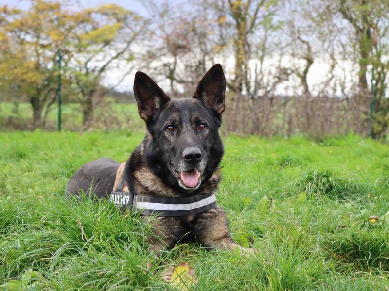 German Shepherd for adoption in Sadberge, Co Durham – 4 years old - Image 6 of 6