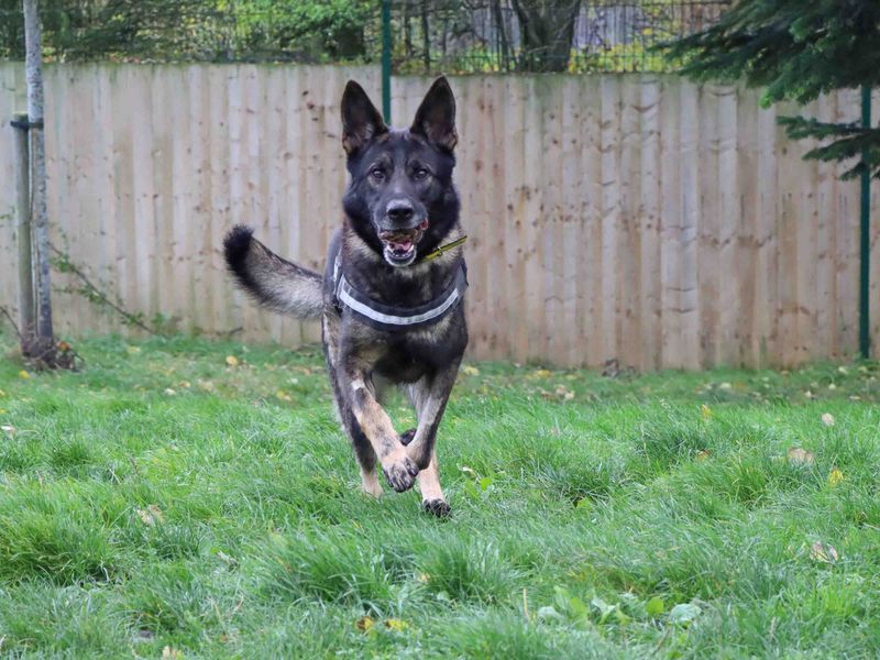 German Shepherd for adoption in Sadberge, Co Durham – 4 years old - Image 3 of 6