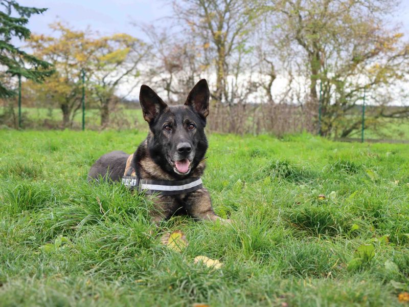 German Shepherd for adoption in Sadberge, Co Durham – 4 years old - Image 4 of 6