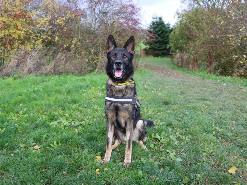 undefined | German Shepherd Dog | undefined - 2