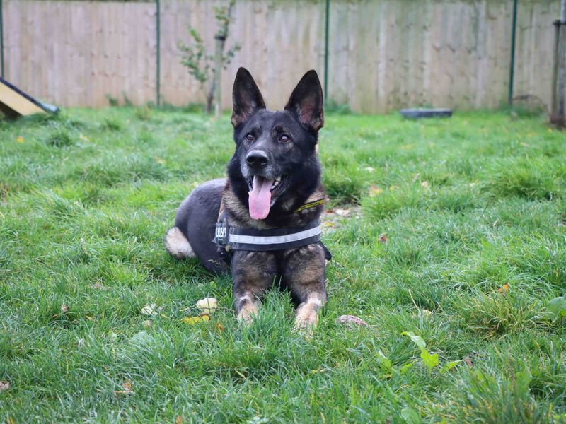 German Shepherd for adoption in Sadberge, Co Durham – 4 years old - Image 5 of 6