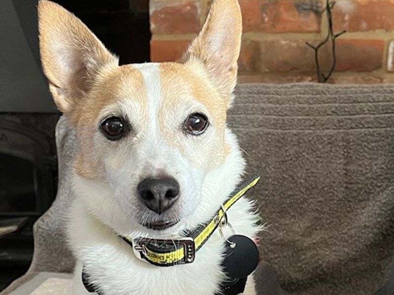Poppy J | Terrier (Jack Russell) | Snetterton (Norfolk) - 1