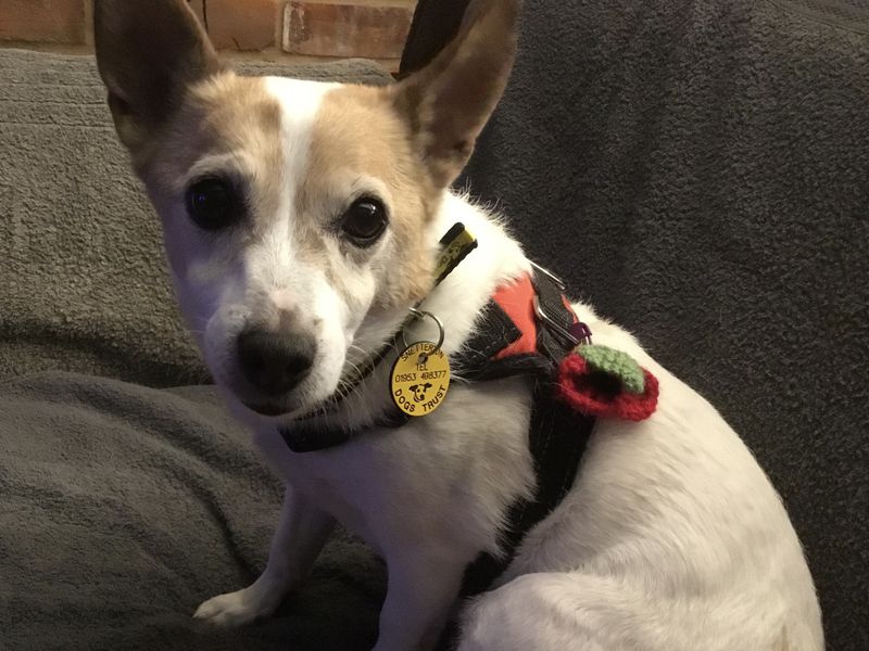 Jack Russell Terrier for adoption in Snetterton, Norfolk – 11 years old - Image 2 of 2
