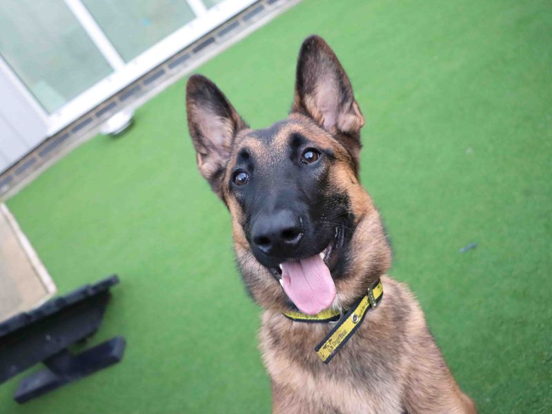 Benjamin - Image 3 of 3