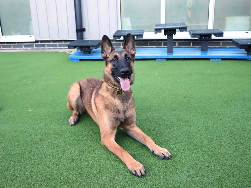 Benjamin - Image 2 of 3