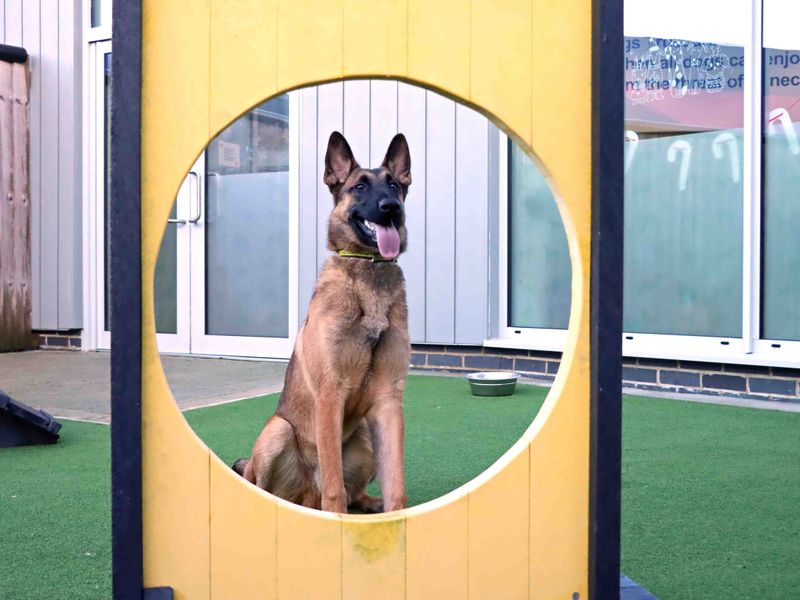 Benjamin, a Unknown old male Belgian Shepherd available for adoption from Dogs Trust in Darlington, County Durham