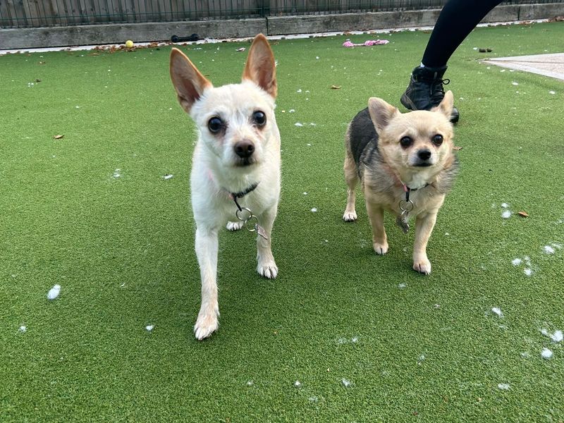 Kizzy | Chihuahua (Long Coat) | Cardiff - 1