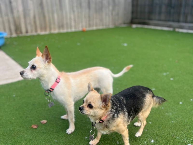 Chihuahua for adoption in Cardiff, Glamorgan – 8 years old - Image 2 of 2