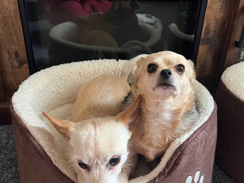 Chihuahua for adoption in Cardiff / Caerdydd, South Glamorgan – 7 years old - Image 2 of 4