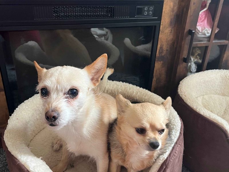 Chihuahua for adoption in Cardiff / Caerdydd, South Glamorgan – 7 years old - Image 4 of 4