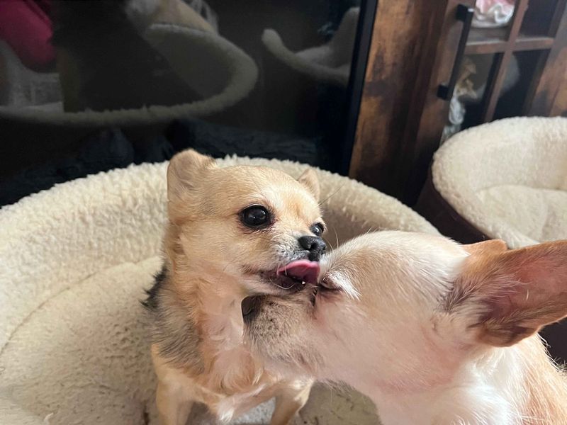Chihuahua for adoption in Cardiff, Glamorgan – 7 years old