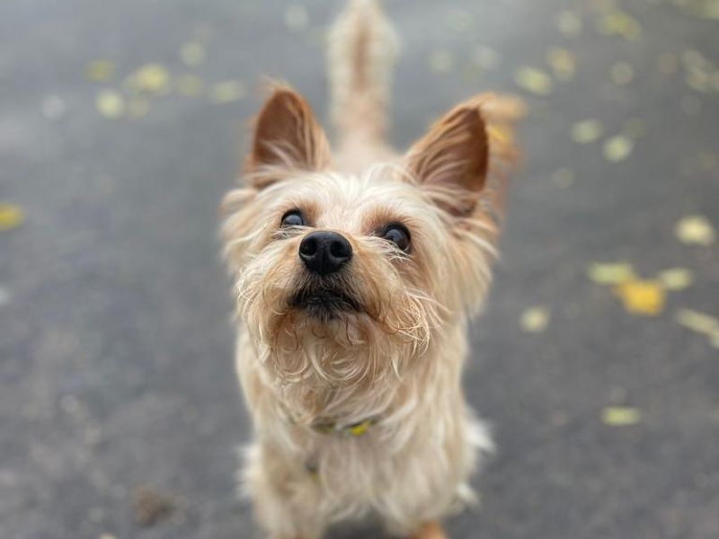 Yorkshire Terrier for adoption in Telford, Shropshire – 9 years old