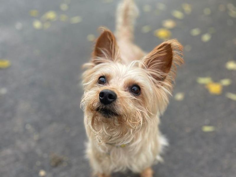 Yorkshire Terrier for adoption in Telford, Shropshire – 10 years old - Image 2 of 2