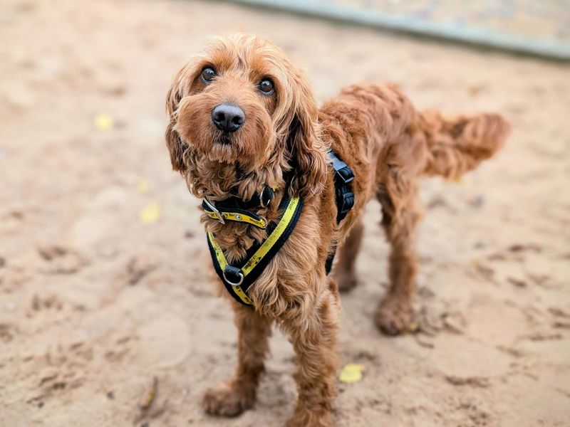 Cocker Spaniel for adoption in Cardiff, Glamorgan – 4 years old - Image 5 of 6