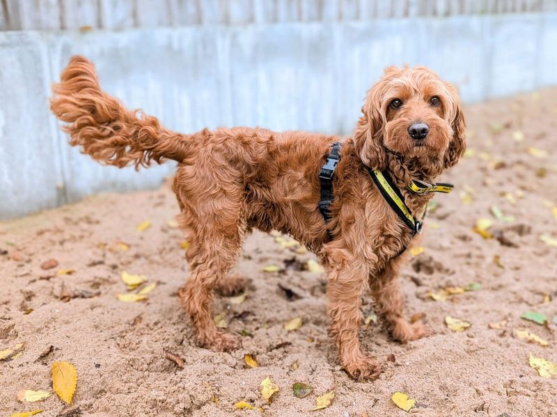 Cocker Spaniel for adoption in Cardiff, Glamorgan – 4 years old - Image 4 of 6