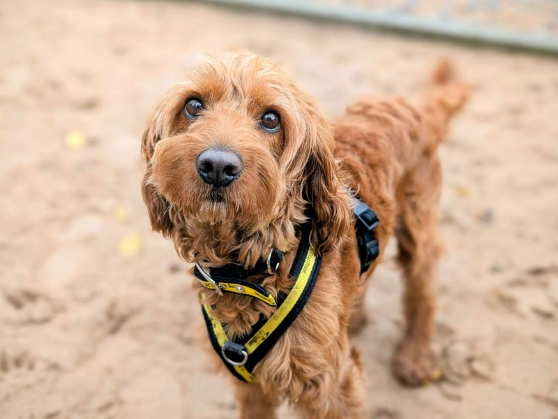 Cocker Spaniel for adoption in Cardiff, Glamorgan – 4 years old - Image 2 of 6