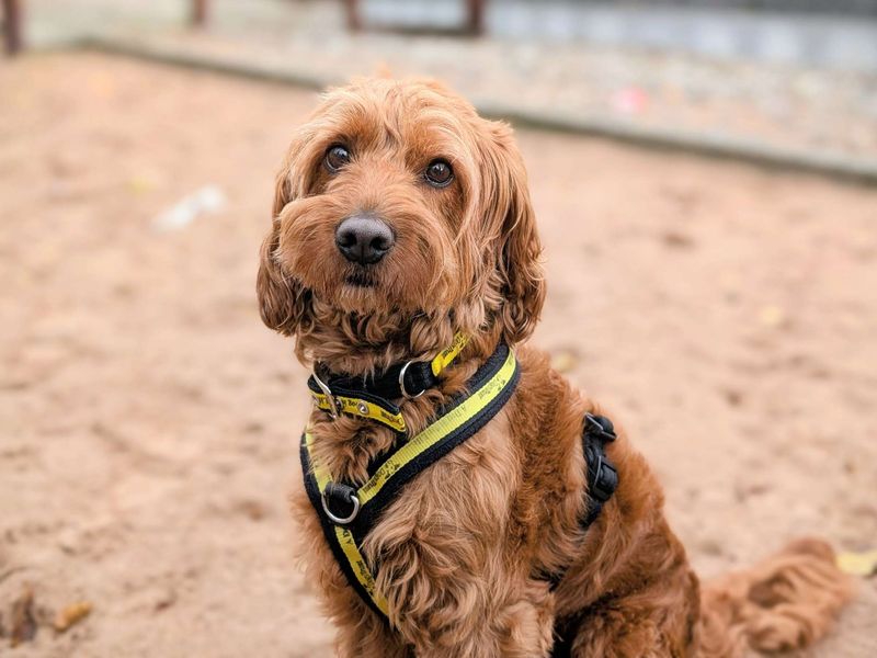 Cocker Spaniel for adoption in Cardiff, Glamorgan – 4 years old