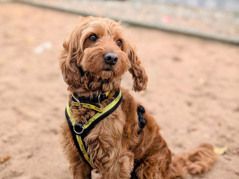 Cocker Spaniel for adoption in Cardiff, Glamorgan – 4 years old - Image 6 of 6